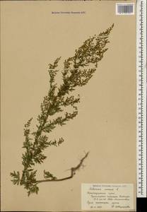 Artemisia annua L., Caucasus, Black Sea Shore (from Novorossiysk to Adler) (K3) (Russia)