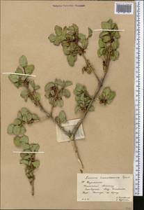 Lonicera tianshanica Pojark., Middle Asia, Western Tian Shan & Karatau (M3) (Kazakhstan)