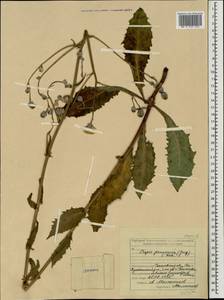 Crepis pannonica (Jacq.) C. Koch, Eastern Europe, Middle Volga region (E8) (Russia)