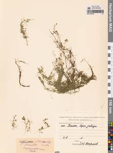 Callitriche palustris L., Siberia, Chukotka & Kamchatka (S7) (Russia)