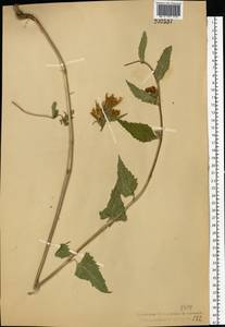 Campanula trachelium L., Eastern Europe, Central forest region (E5) (Russia)