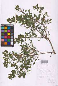 Chamaecytisus ruthenicus (Fisch. ex Woł.) Klásk., Eastern Europe, Central region (E4) (Russia)