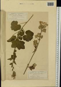 Malva thuringiaca subsp. thuringiaca, Eastern Europe, Moscow region (E4a) (Russia)
