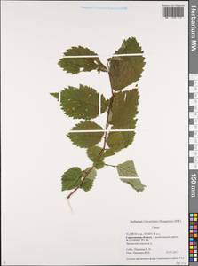 Ulmus, Eastern Europe, Lower Volga region (E9) (Russia)