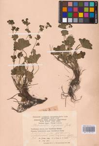 Alchemilla nemoralis Alechin, Eastern Europe, Eastern region (E10) (Russia)