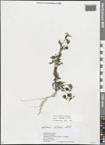 Solanum villosum Mill., Eastern Europe, Central forest-and-steppe region (E6) (Russia)