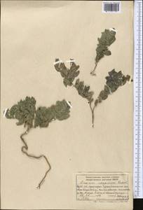 Linaria kokanica Regel, Middle Asia, Pamir & Pamiro-Alai (M2) (Uzbekistan)