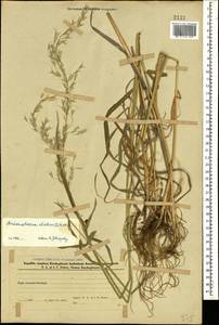 Arrhenatherum elatius (L.) P.Beauv. ex J.Presl & C.Presl, Caucasus, Azerbaijan (K6) (Azerbaijan)