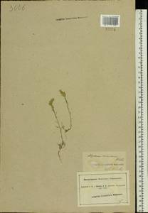 Alyssum turkestanicum Regel & Schmalh. ex Regel, Eastern Europe, South Ukrainian region (E12) (Ukraine)