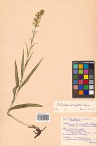 Platanthera hologlottis Maxim., Siberia, Russian Far East (S6) (Russia)
