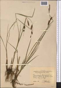 Carex songorica Kar. & Kir., Middle Asia, Western Tian Shan & Karatau (M3) (Uzbekistan)