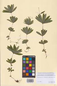 Galium odoratum (L.) Scop., Eastern Europe, Moscow region (E4a) (Russia)