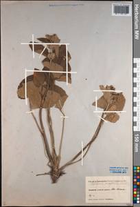 Phlomoides oreophila (Kar. & Kir.) Adylov, Kamelin & Makhm., Middle Asia, Pamir & Pamiro-Alai (M2) (Kyrgyzstan)