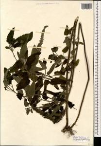 Teucrium hircanicum L., Caucasus, Turkish Caucasus (NE Turkey) (K7) (Turkey)