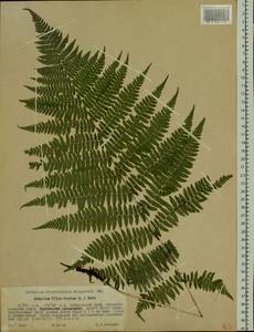 Athyrium filix-femina, Siberia, Russian Far East (S6) (Russia)