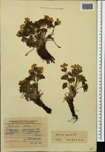 Anemonastrum narcissiflorum subsp. chrysanthum (Ulbr.) Raus, Caucasus, Stavropol Krai, Karachay-Cherkessia & Kabardino-Balkaria (K1b) (Russia)