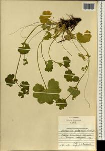 Alchemilla glabricaulis H. Lindb., Eastern Europe, Central region (E4) (Russia)