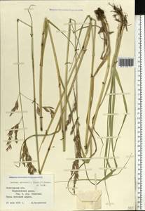 Festuca orientalis (Boiss.) B.Fedtsch., Eastern Europe, Northern region (E1) (Russia)