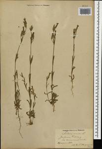 Silene conica subsp. conica, Caucasus, Azerbaijan (K6) (Azerbaijan)