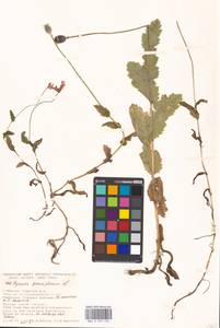 Papaver somniferum L., Eastern Europe, Moscow region (E4a) (Russia)