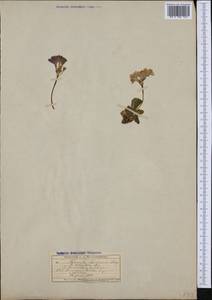Primula latifolia subsp. latifolia, Western Europe (EUR) (Switzerland)