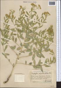 Haplophyllum acutifolium (DC.) G. Don, Middle Asia, Dzungarian Alatau & Tarbagatai (M5) (Kazakhstan)