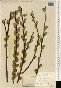 Salix capusii Franch., South Asia, South Asia (Asia outside ex-Soviet states and Mongolia) (ASIA) (North Korea)