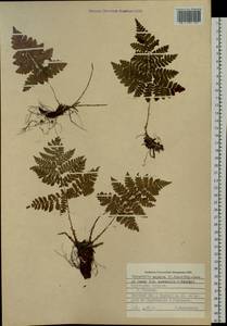 Dryopteris dilatata subsp. dilatata, Siberia, Russian Far East (S6) (Russia)