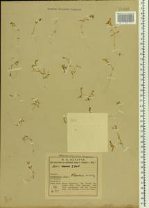 Montia fontana L., Eastern Europe, Northern region (E1) (Russia)