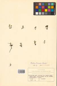 Elatine triandra Schkuhr, Siberia, Russian Far East (S6) (Russia)