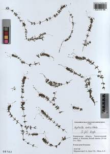 KUZ 018 188, Hydrilla verticillata (L.f.) Royle, Siberia, Altai & Sayany Mountains (S2) (Russia)