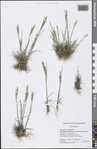 Poa bulbosa L., Eastern Europe, Lower Volga region (E9) (Russia)