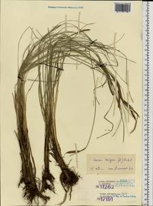 Carex nigra (L.) Reichard, Eastern Europe, Estonia (E2c) (Estonia)