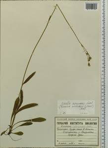 Pilosella cymosa subsp. vaillantii (Tausch) S. Bräut. & Greuter, Eastern Europe, Eastern region (E10) (Russia)