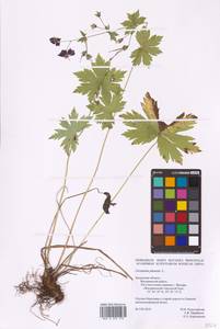 Geranium phaeum L., Eastern Europe, Central region (E4) (Russia)