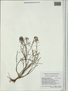 Lobularia maritima (L.) Desv., Australia & Oceania (AUSTR) (New Zealand)