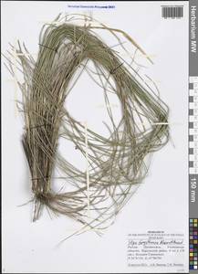 Stipa borysthenica Klokov ex Prokudin, Eastern Europe, Middle Volga region (E8) (Russia)