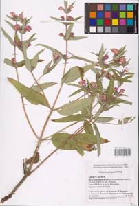 MHA 0 154 141, Phlomis herba-venti subsp. pungens (Willd.) Maire ex DeFilipps, Eastern Europe, Lower Volga region (E9) (Russia)