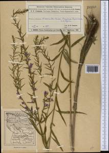 Lythrum virgatum L., Middle Asia, Muyunkumy, Balkhash & Betpak-Dala (M9) (Kazakhstan)