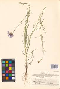 Centaurea cyanus L., Eastern Europe, Moscow region (E4a) (Russia)