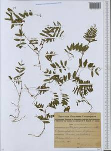Vicia sepium L., Eastern Europe, Eastern region (E10) (Russia)