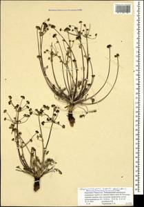 Chamaesciadium acaule (M. Bieb.) Boiss., Caucasus, Stavropol Krai, Karachay-Cherkessia & Kabardino-Balkaria (K1b) (Russia)