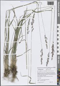 Calamagrostis obtusata Trin., Siberia, Baikal & Transbaikal region (S4) (Russia)