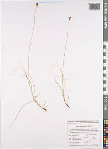 Carex lachenalii Schkuhr , nom. cons., Eastern Europe, Northern region (E1) (Russia)