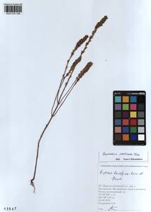 Euphrasia pectinata Ten., Siberia, Altai & Sayany Mountains (S2) (Russia)