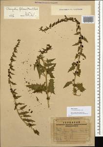 Blitum virgatum subsp. virgatum, Caucasus, Armenia (K5) (Armenia)