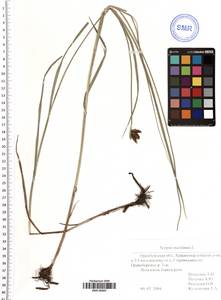 Bolboschoenus maritimus (L.) Palla, Eastern Europe, Eastern region (E10) (Russia)