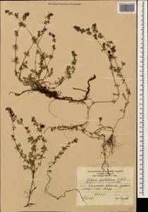 Galium fistulosum Sommier & Levier, Caucasus, South Ossetia (K4b) (South Ossetia)