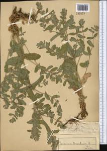 Teucrium scordium L., Middle Asia, Muyunkumy, Balkhash & Betpak-Dala (M9) (Kazakhstan)