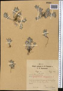 Gnaphalium uliginosum L., Middle Asia, Northern & Central Kazakhstan (M10) (Kazakhstan)